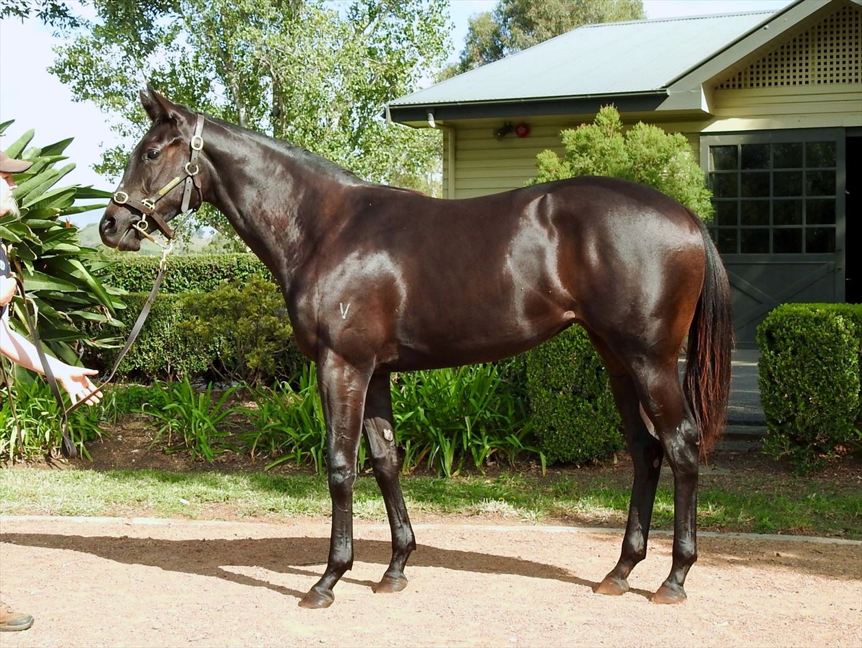 2019 Scone Online Thoroughbred Sale Inglis Digital Online Auctions